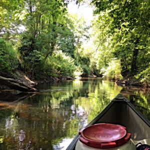 Bras de rivière sauvage