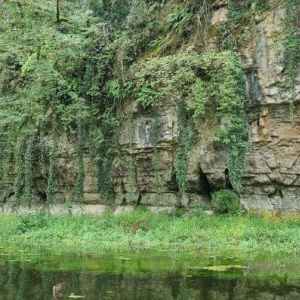 Paysage verdoyant