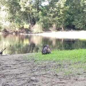 Nature sauvage en Dordogne
