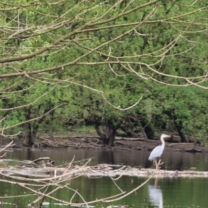 Héron au bord de l'eau